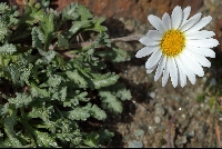 Leucanthemopsis minima